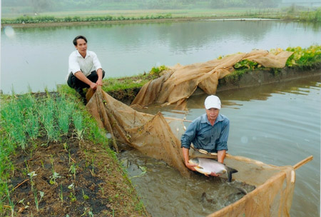 Hội viên ND xã An Tường, TP.Tuyên Quang phát triển nuôi cá thương phẩm nhờ vốn Quỹ HTND.  