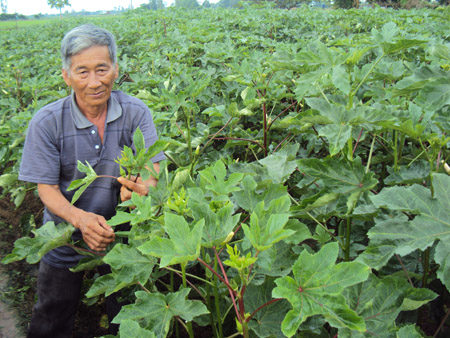 Ông Huỳnh Đức Hưng trên ruộng trồng đậu bắp Nhật.