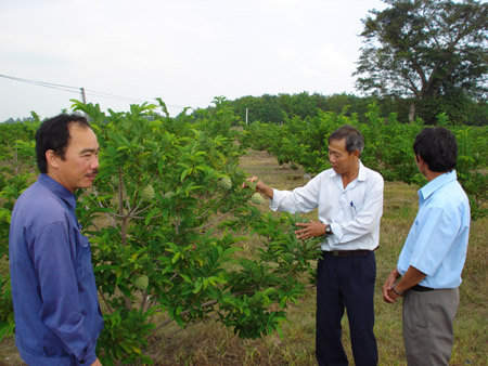 Mô hình trồng mãng cầu theo tiêu chuẩn VietGAP  ở thị xã Tây Ninh do Hội ND xây dựng.  