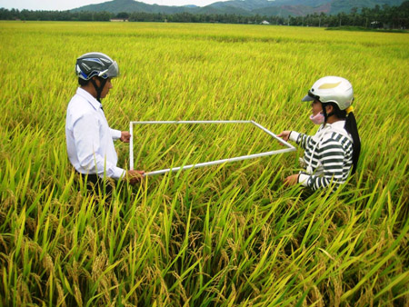 Cán bộ kỹ thuật kiểm tra thống kê năng suất  lúa lai SUT 89 tại CĐML thôn Thái Lai,  xã Hoài Xuân (huyện Hoài Nhơn).