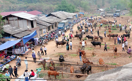 Phiên chợ trâu bò độc đáo của vùng núi phía Bắc.