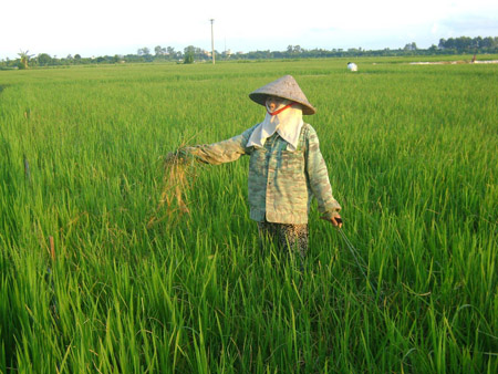 Bà Nguyễn Thị Ngoa – Chi hội trưởng Hội Phụ nữ thôn Phượng Hoàng (thị trấn Thanh Miện, Hải Dương)  phải cáng đáng hơn 3 mẫu ruộng. 