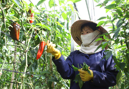 Sản xuất rau củ theo tiêu chuẩn VietGAP ở Đà Lạt, Lâm Đồng. 