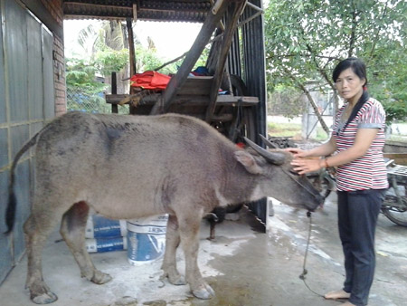 Chị Minh chăm sóc trâu sau buổi bán hàng.