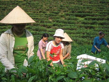 Nông dân trồng chè, lúa, cà, phê ít người nghĩ mình có thể bị tai nạn lao động.