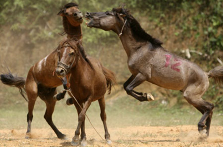 Để các chú ngựa đực hăng chiến, một “em” ngựa cái “xinh đẹp” sẽ được đưa ra làm “mồi nhử”