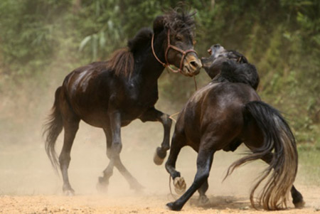 Pha trah đấu quyết liệt giữa hai đấu sỹ ngựa đực, nhằm tranh giành “em” ngựa cái “xinh đẹp”
