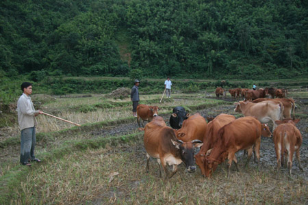 Từ nguồn vốn hỗ trợ của Hội và Ngân hàng CSXH Lai Châu, ND huyện Mường Tè phát triển đàn gia súc hàng hóa.