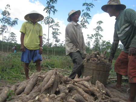 Đồng bào Chăm (xã Suối Dây) thu hoạch sắn. 