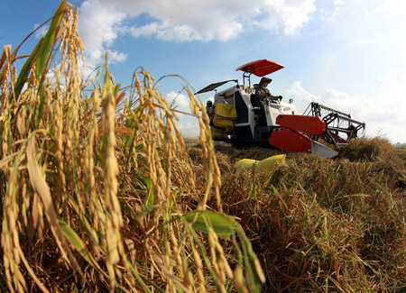 Theo GS Bửu, nhiều giống lúa ở ĐBSCL có thể cho gạo tốt để xây dựng thương hiệu gạo Việt Nam trên thế giới.    