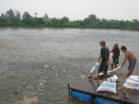 Nhiều nông dân nuôi cá tra đang phải sử dụng nguồn cá giống kém chất lượng (ảnh minh họa).