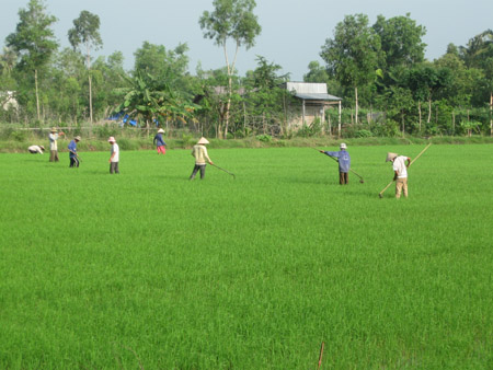 Áp dụng kỹ thuật làm cỏ, khử lẫn cơ học  giúp lúa đẻ nhánh mạnh và tăng độ đồng đều cho đồng lúa.    