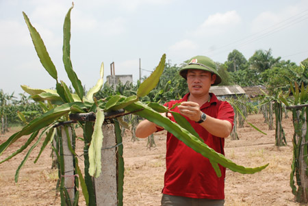 Anh Ngọc chăm sóc thanh long.