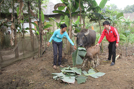 Trâu và nghé mà gia đình anh Lý Thông Kỳ có được từ vốn của Ngân hàng CSXH cho vay.     