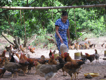 Người dân  xã Tiến Thắng (Yên Thế- Bắc Giang) vẫn phải mua các giống gà               ở địa phương khác về nuôi.      