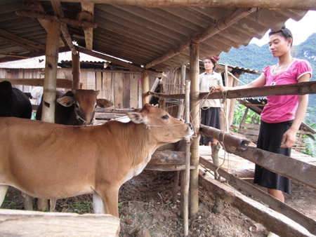 Chăn nuôi gia súc đang trở thành nghề được ND Quỳnh Nhai chú trọng.