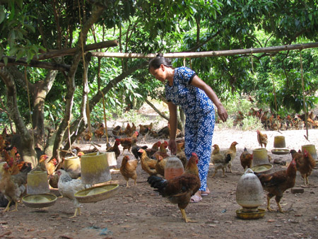 Nuôi gà đồi Yên Thế cho thu nhập cao. 