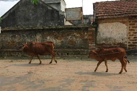 Cuộc sống thật thanh bình và yên ả...