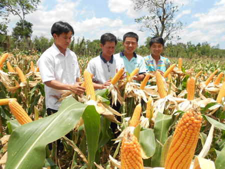 Nông dân cần có hiểu biết đầy đủ về nông học và nắm vững kỹ thuật để đảm bảo  thu được năng suất ngày càng cao hơn trên đồng ruộng của mình.