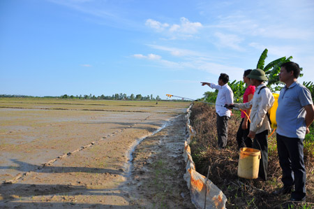 Làm theo phương pháp gieo sạ, ND thôn Đồng Xá  tiết kiệm được chi phí, năng suất lúa cao hơn.  