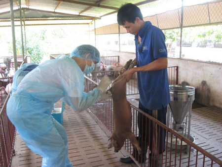 Lấy mẫu bệnh phẩm để phác họa kháng sinh đồ tại một trại chăn nuôi heo ở Đồng Nai.