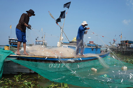 Ngư dân xã Duy Nghĩa hiện nay tập trung đánh bắt ở vùng biển Hoàng Sa.   
