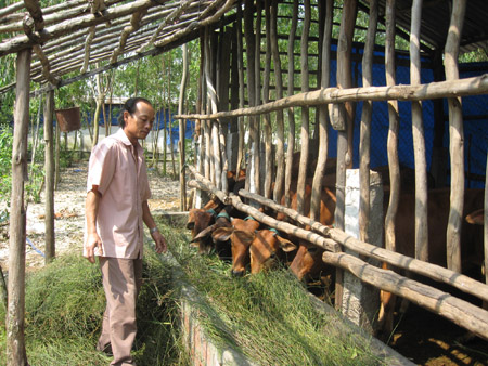 Anh Lê Ngọc Lễ chăm đàn bò ở trang trại.     