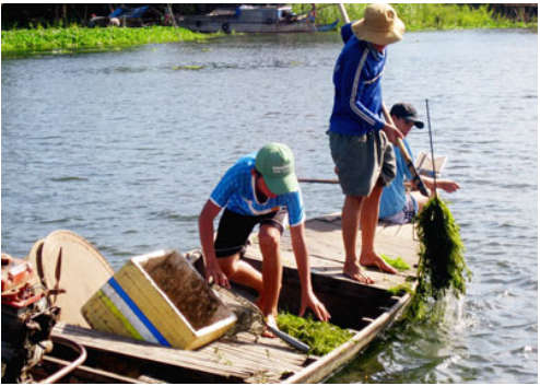 Các loại tảo cũng làm các thức uống ngon, mát.