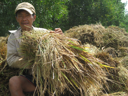 Giá lúa giảm mạnh khiến nhà nông khóc ròng.  