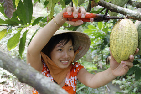 Việc phát triển ca cao ở Việt Nam đang có nhiều bất lợi.     