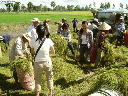 Khách du lịch làm ruộng cùng nông dân trên cù lao ông Hổ.  