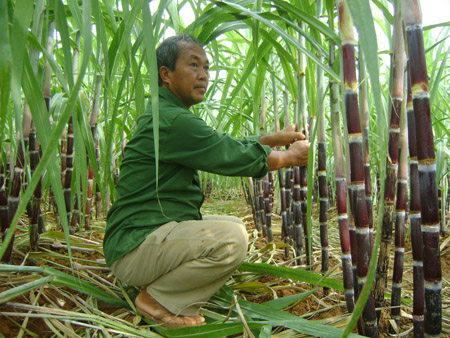 Mía tím đang là cây làm giàu của người dân Cao Phong.  