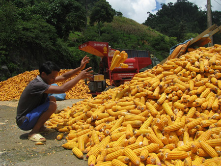 Nông dân Sơn La thu hoạch và sơ chế ngô.     