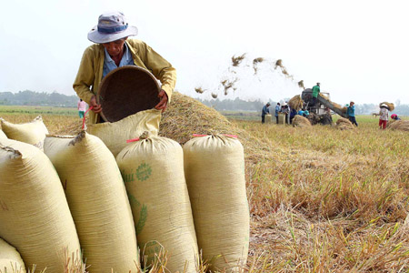 Lúa gạo giảm giá, thương lái ngừng mua hàng khiến nông dân ĐBSCL đang hết sức lo lắng.     