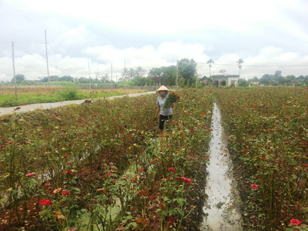 Cánh đồng hoa ở Yên Trường đang mở hướng làm giàu cho người nông dân.