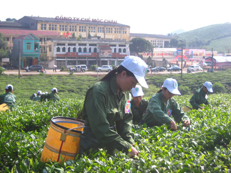 Thiếu nữ Mộc Châu thu hoạch chè trên cánh đồng làm theo lời Bác. 