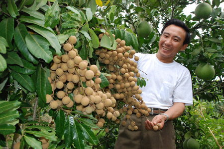 Ông Lê Thế Hơn (thôn Hiệp Tân, xã Hồng Giang, Lục Ngạn, Bắc Giang) -   người đã ghép thành công mắt nhãn trên gốc cây vải thiều.    