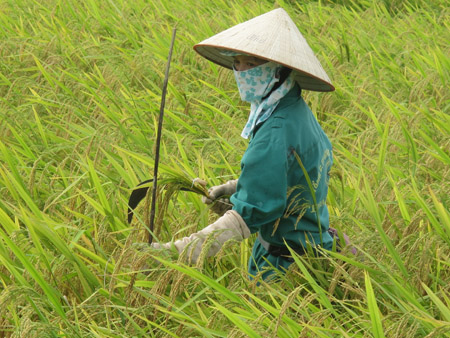  Chọn tạo giống lúa tại Thái Bình.  