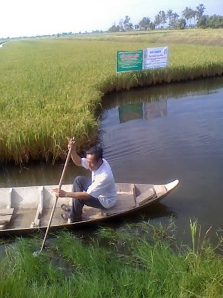 Lúa mùa giống Một bụi trắng luân canh tôm sú  trên vùng đất nhiễm mặn U Minh Thượng, Kiên Giang.  