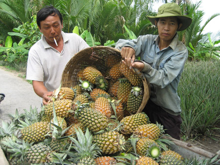 Phải có mô hình liên kết trong sản xuất nông nghiệp để nâng cao thu nhập cho ND.