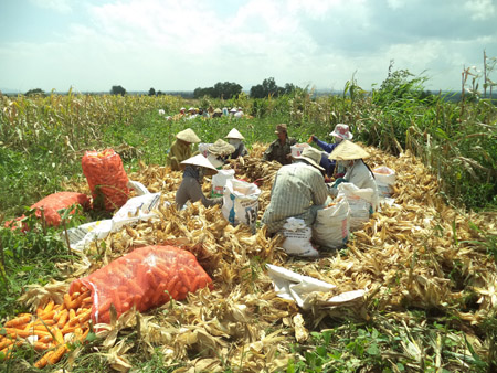 Nông dân xã Phước Tân, huyện Xuyên Mộc, Bà Rịa - Vũng Tàu thu hoạch bắp lai vụ hè thu 2013.  