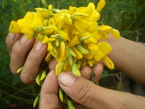 Bông điên điển mới hái.