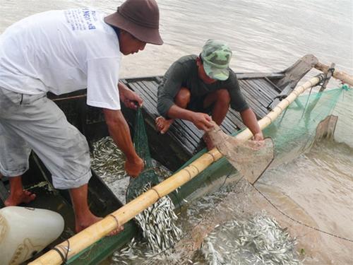 Đánh bắt cá linh tại các huyện đầu nguồn An Giang.