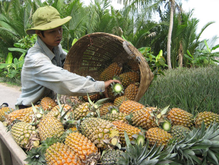 Phát triển du lịch cộng đồng sẽ góp phần từng bước hồi sinh vùng khóm nguyên liệu Cầu Đúc.   