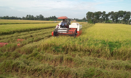 Xây dựng vùng nguyên liệu riêng là yêu cầu đặt ra với doanh nghiệp xuất khẩu gạo.     