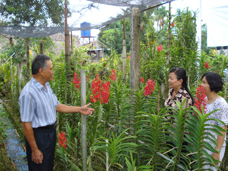 Trồng  lan cắt cành là nghề cho ND phường Linh Đông (quận Thủ Đức) có thu nhập cao.   