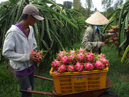 Thanh long Việt Nam đang ngày càng vươn xa trên thị trường thế giới. 