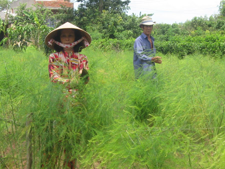 Kiểm tra măng tây xanh để bón phân sau mỗi kỳ thu hoạch. 