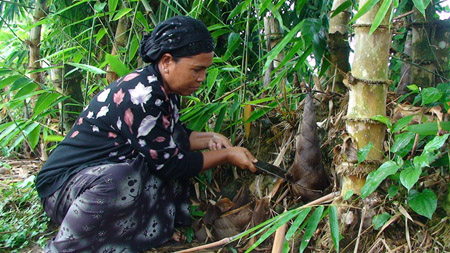 Bà Chàm H.Mít hái măng đem ra chợ bán với giá 5.000 đồng/kg, kiếm thêm vài chục nghìn  đỡ cho tiền xe lên thành phố khám bệnh. 