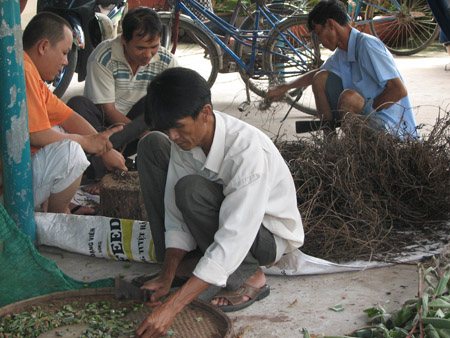 Chế biến thuốc Nam từ thiện ở Long An.